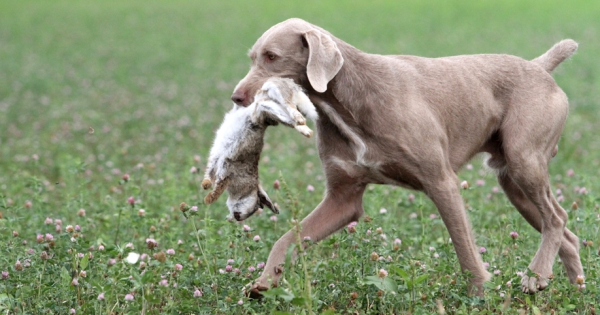 Slowakischer Rauhaariger Vorstehhund, Slowakischer Rauhbart