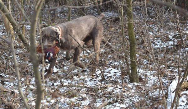 Slowakischer Rauhaariger Vorstehhund, Slowakischer Rauhbart