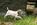 Slowakischer Rauhbart, Slowakischer Rauhhaariger Vorstehhund