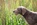 Slowakischer Rauhbart, Slowakischer Rauhhaariger Vorstehhund